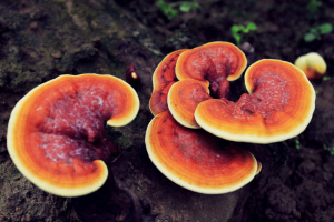 reishi