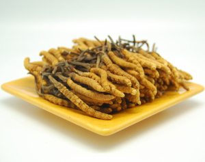 Cordyceps Sinensis extract