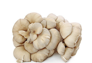 Oyster Mushroom Extract